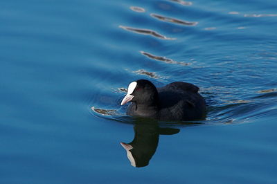 High angle view of bird swimming in lake