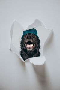 Portrait of dog over white background