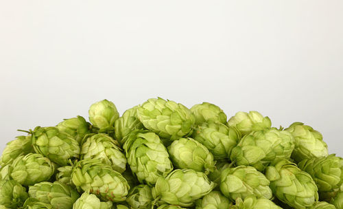 Heap of hop against gray background
