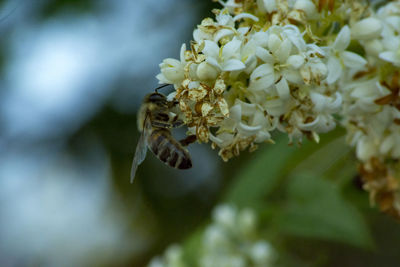 Close-up of insect on white flowering plant