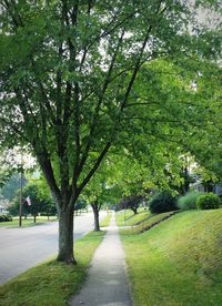 Road amidst trees