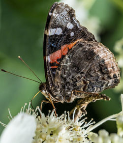 Close-up of butterfly pollinating on flower