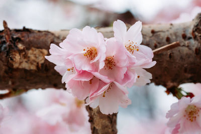 Close-up of pink cherry blossom