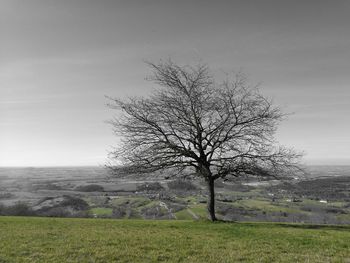 Tree on field against sky