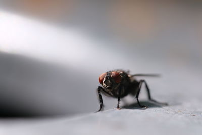 Close-up of fly on table