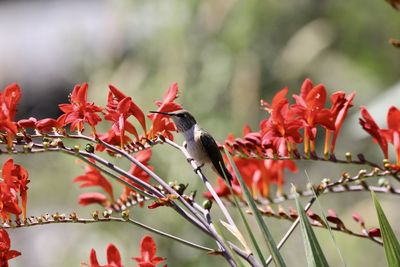 View of hummingbird perching on red flower