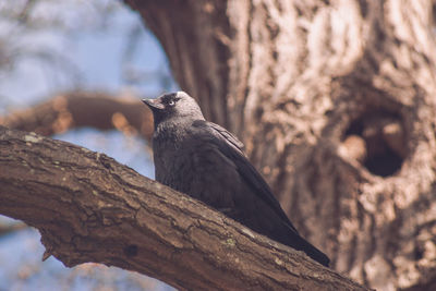 Close-up of bird perching on tree trunk