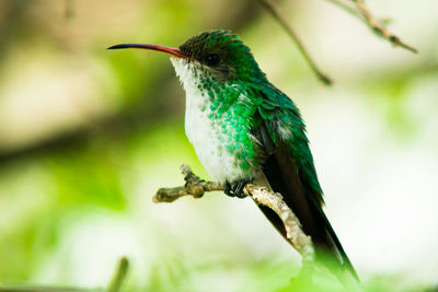 Close-up of bird perching on branch