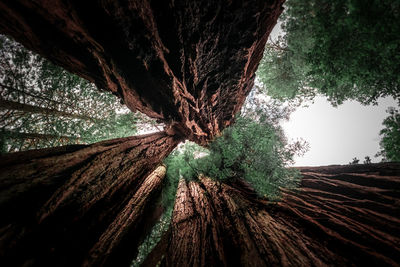 Directly below shot of tree trunk against sky