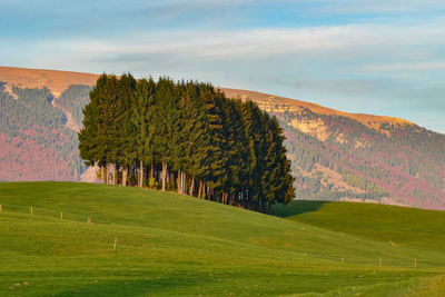 Trees on field against sky