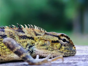 Close up of iguanas relaxing in the garden