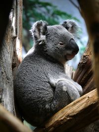 Close-up of a koala on tree trunk