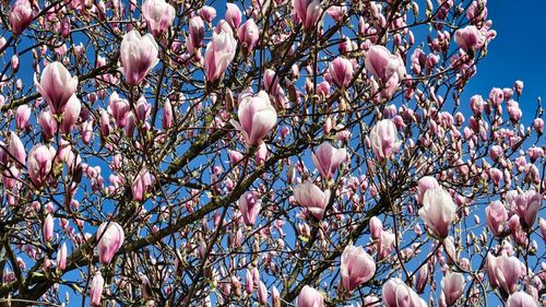 Low angle view of pink flowering tree