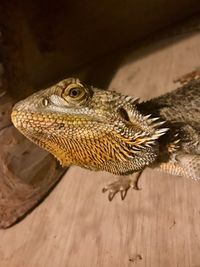 Close-up of lizard on wooden table
