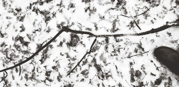 Low angle view of snow covered trees