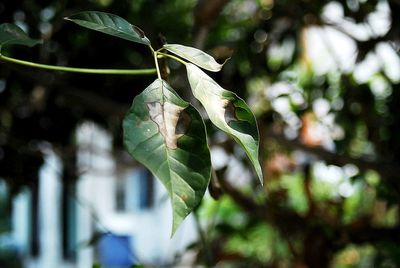 Close-up of flower growing on tree