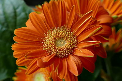 Close-up of orange flower