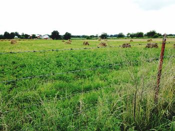 Scenic view of grassy field against sky