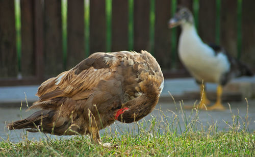 Close-up of birds perching on field