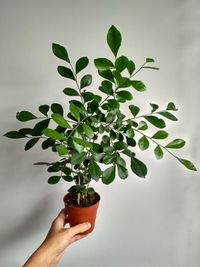 Midsection of person holding plant