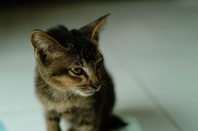 Close-up of cat looking away