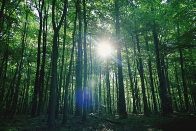 Low angle view of sunlight streaming through trees in forest