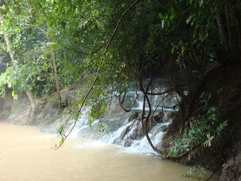 Scenic view of river amidst trees in forest