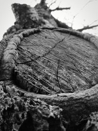 Close-up of tree stump