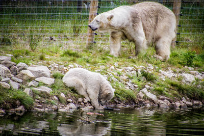 Sheep standing in the lake