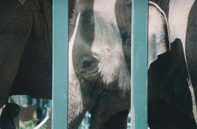 Close-up of elephant at zoo