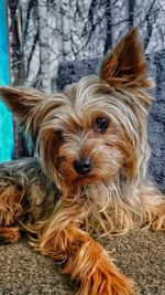 Close-up portrait of a dog