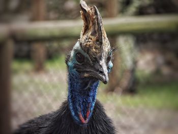 Cassowary bird