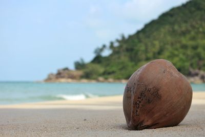 Close-up of shell on beach against sky