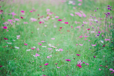 Close-up of pink flowering plants on field