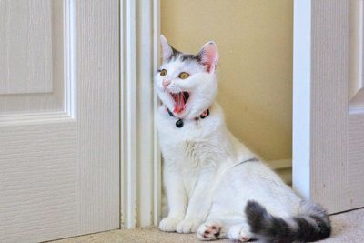 White cat yawning