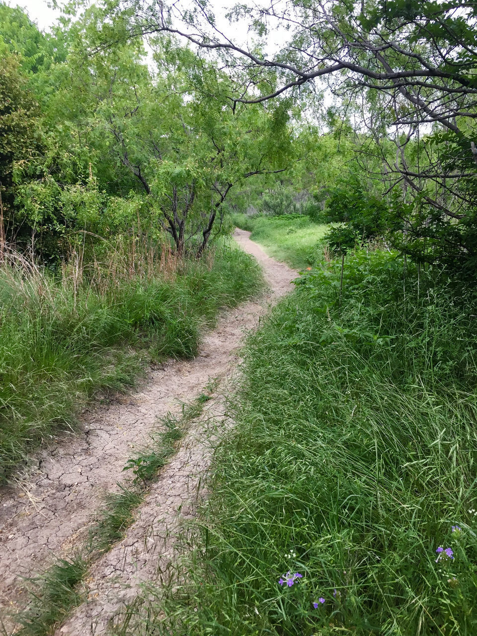 EMPTY ROAD ALONG TREES