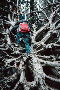 Rear view of boy on branch