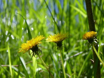 Close-up of yellow flowering plant