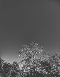 Low angle view of trees against sky