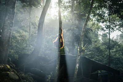 Orangutan in smoke 