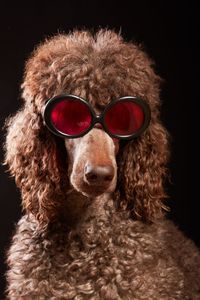 Close-up of dog wearing sunglasses against black background