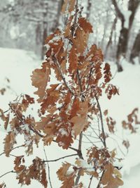 Close-up of snow covered tree