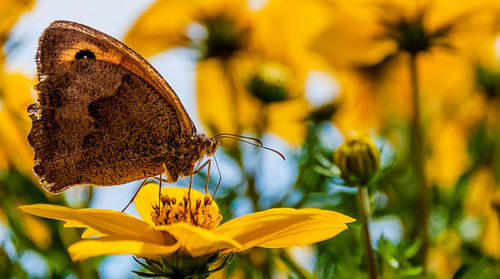 Close-up of butterfly pollinating on yellow flower