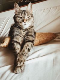 Close-up of cat relaxing on bed at home