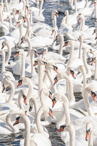 High angle view of swans swimming in lake