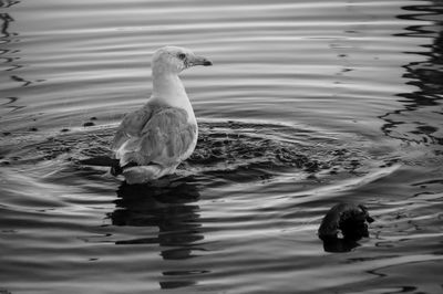 Elevated view of seagull floating in water