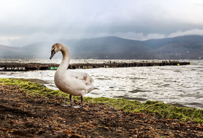 Swan on a lake