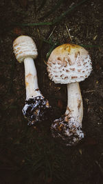 Close-up of mushroom growing on field
