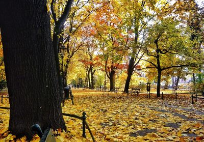 Autumn leaves on tree trunk