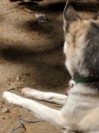 High angle view of a dog resting